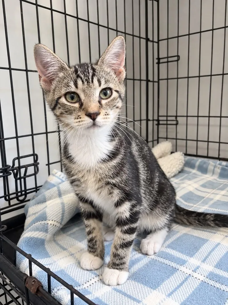 A baby small-sized male Tabby cat named Biggie c grace for adoption in Saunderstown, RI
