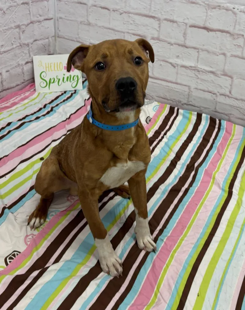 A young medium-sized male Mixed Breed dog named Knead Love for adoption in Detroit, MI