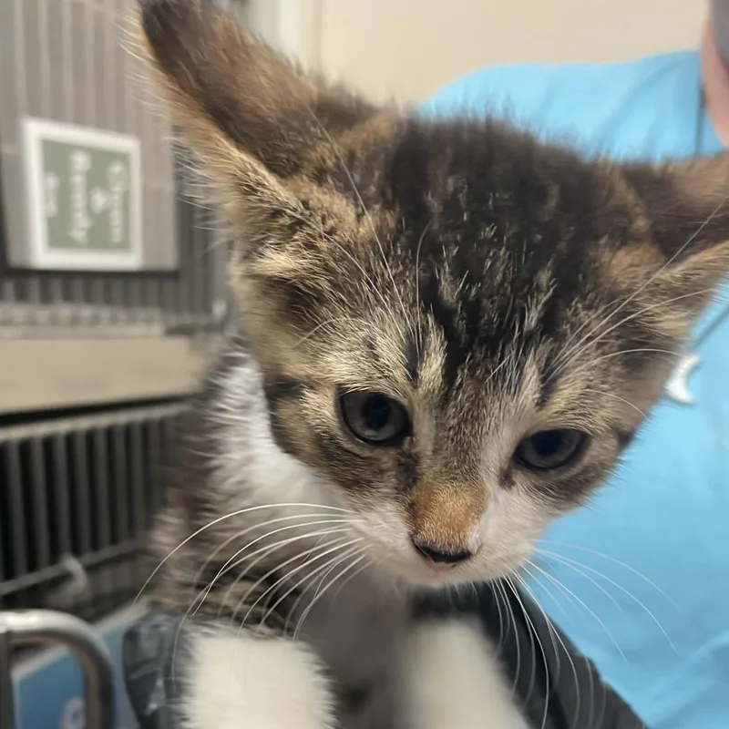A baby small-sized male Calico Domestic Short Hair cat named Road Runner for adoption in Santa Barbara, CA