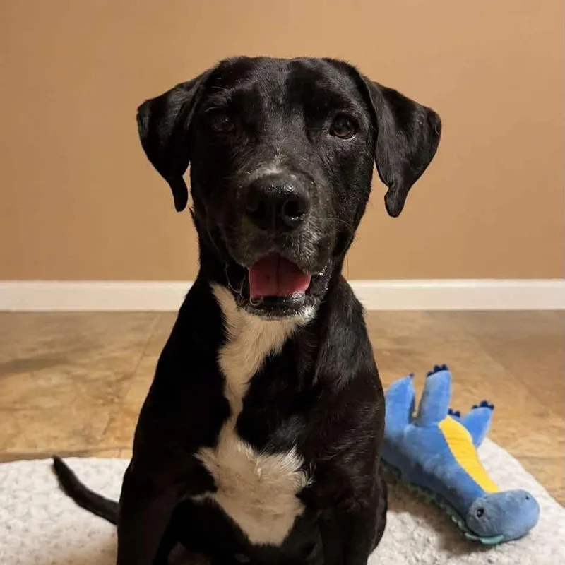 An adult medium-sized male Black Labrador Retriever dog named Noah for adoption in PLAINFIELD, CT