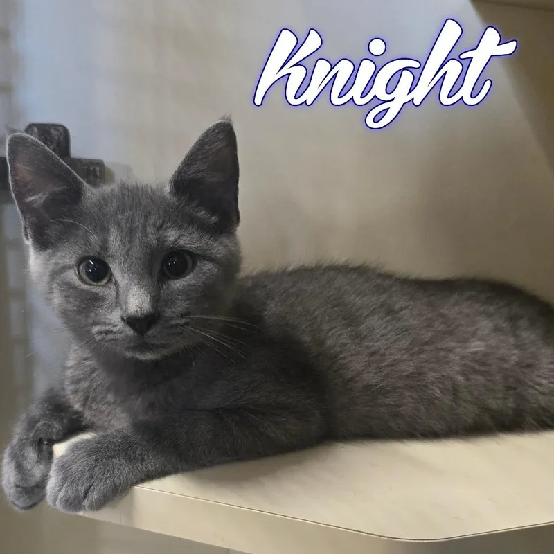 A baby small-sized male Domestic Short Hair cat named Knight for adoption in Hillsboro, OH