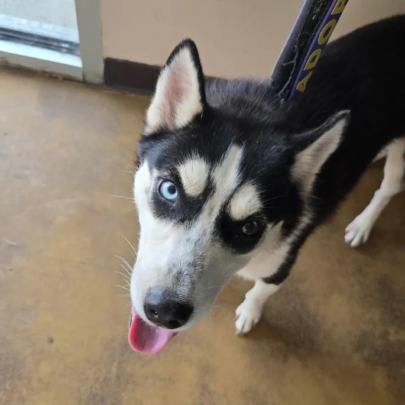 A young medium-sized female Husky dog named Roxy for adoption in Bartlett, TN