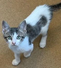 A baby medium-sized male White Domestic Short Hair cat named Thadeus for adoption in Murphy, TX