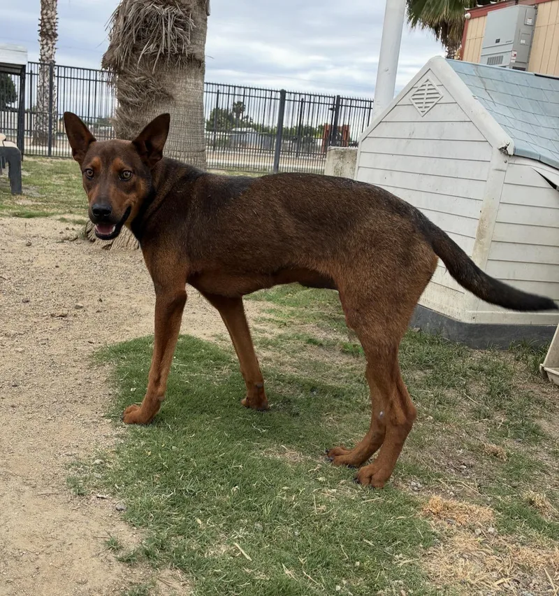 A young medium-sized male Merle (Red) Shepherd dog named Juniper for adoption in Delano, CA