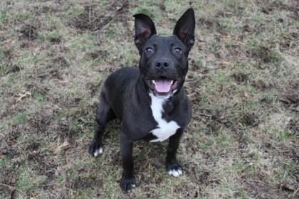 An adult large-sized female Labrador Retriever dog named Belle for adoption in Kansas City, MO