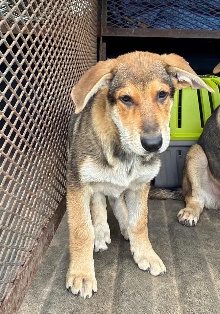 A baby small-sized female German Shepherd Dog dog named Pixie for adoption in Chickamauga , GA