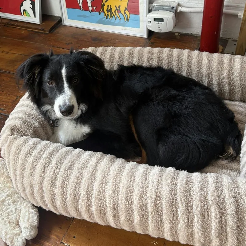 A young medium-sized male Black Australian Shepherd dog named Luca for adoption in Brooklyn, NY