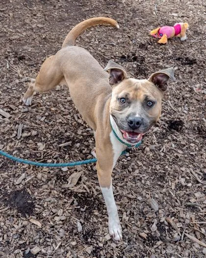 An adult medium-sized male Mixed Breed dog named Zapp for adoption in Chamblee, GA