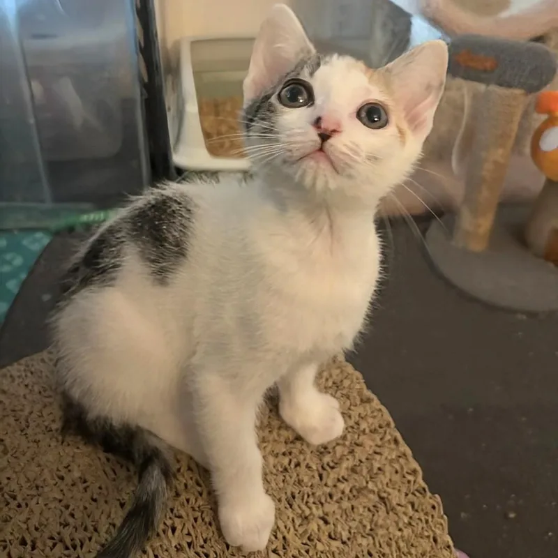 A baby medium-sized female Calico cat named Jo for adoption in San Juan Capistrano, CA