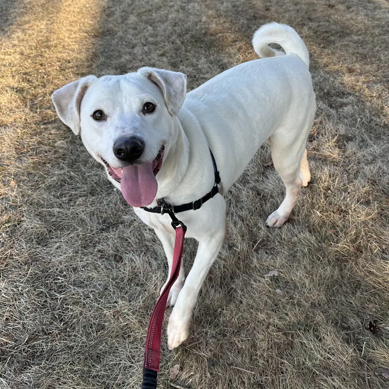 A young large-sized female Labrador Retriever dog named Piglet for adoption in Hartland, WI