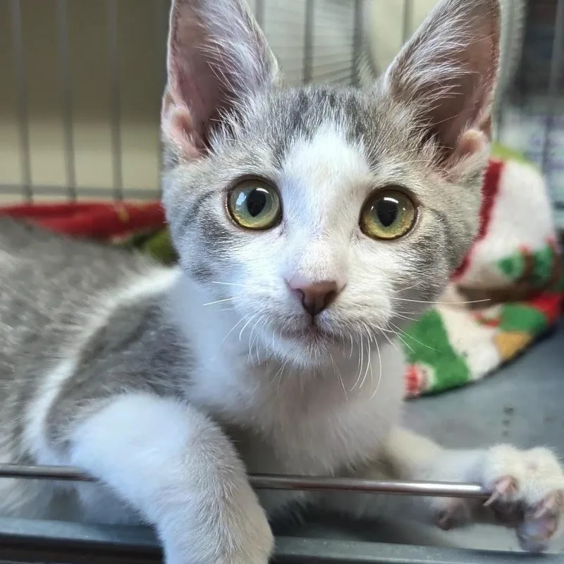 A baby small-sized female Gray & White Domestic Short Hair cat named Pansy for adoption in West Jefferson, OH