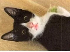 A baby small-sized male Black & White / Tuxedo Domestic Short Hair cat named Stewart for adoption in Anoka, MN