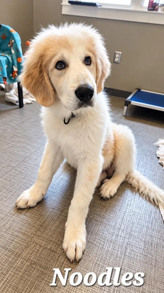 A baby medium-sized male Great Pyrenees dog named Noodles Yrly for adoption in Sidney, OH