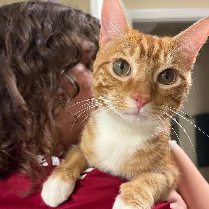 A young medium-sized male Orange & White Domestic Short Hair cat named Mango for adoption in Arlington, VA
