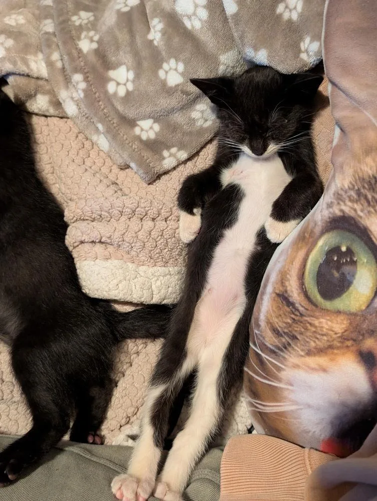 A baby small-sized male Black & White / Tuxedo Domestic Short Hair cat named Bobby for adoption in Chicago, IL