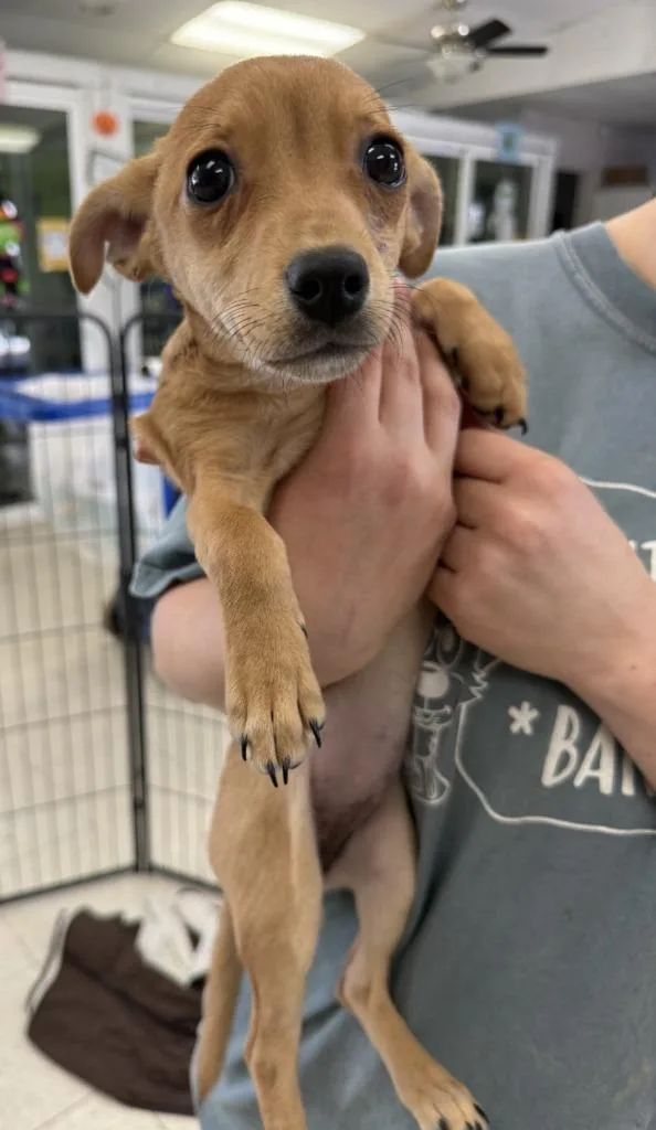 A baby small-sized female Chihuahua dog named Guadalupe for adoption in Lemoore, CA