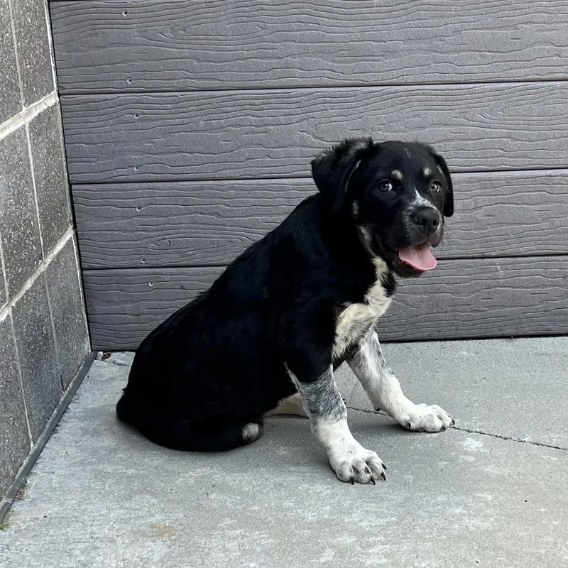 A baby small-sized male Gray / Blue / Silver Pit Bull Terrier dog named Blackbeard for adoption in Chattanooga, TN