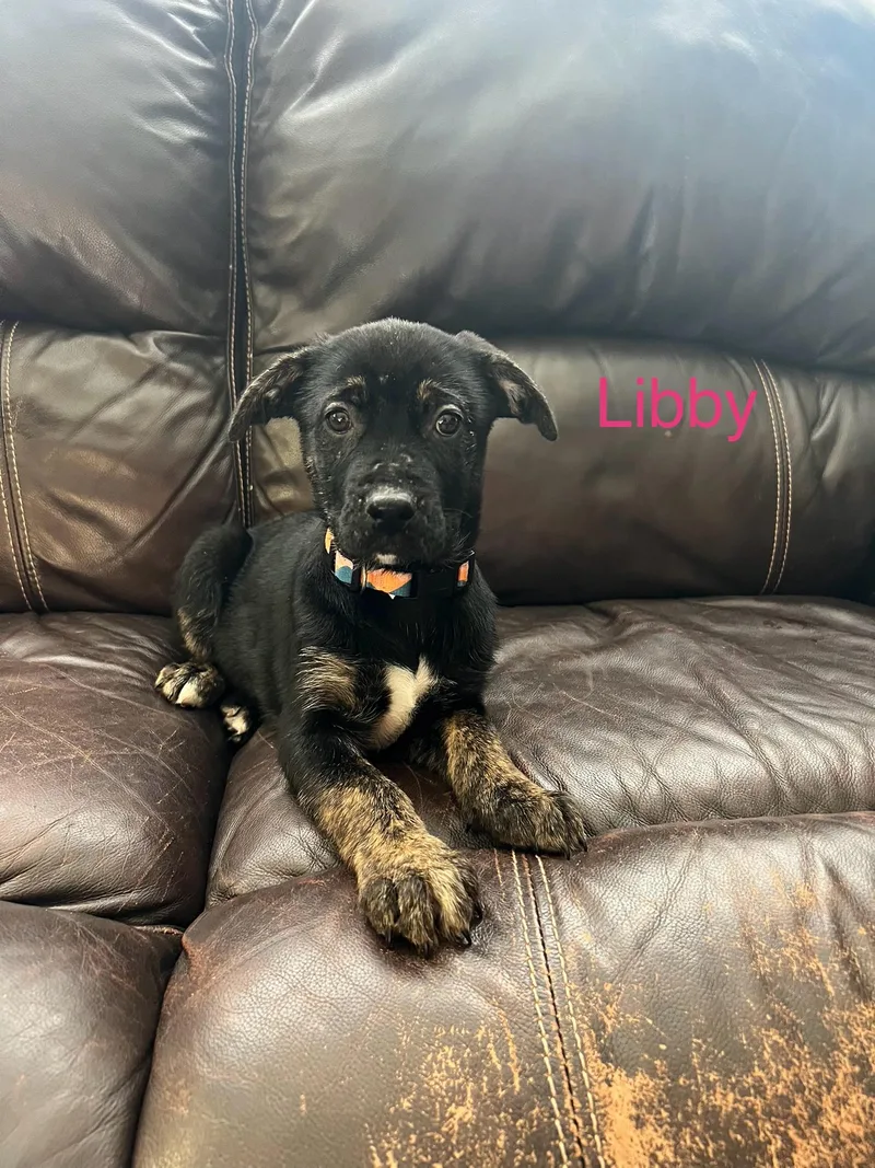A baby large-sized female Black Labrador Retriever dog named Libby for adoption in Davisburg, MI