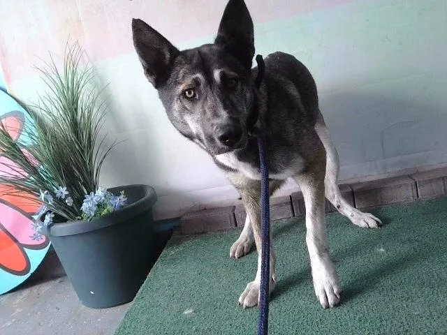 A young medium-sized female German Shepherd Dog dog named Roberta for adoption in Baldwin Park, CA
