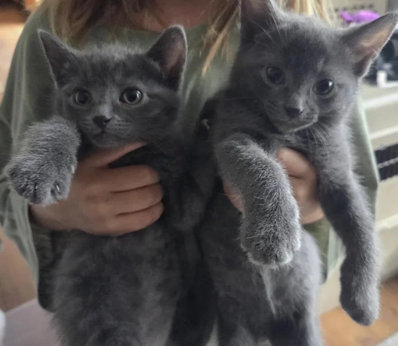A baby medium-sized female Gray / Blue / Silver Domestic Short Hair cat named Sassy for adoption in Maineville, OH