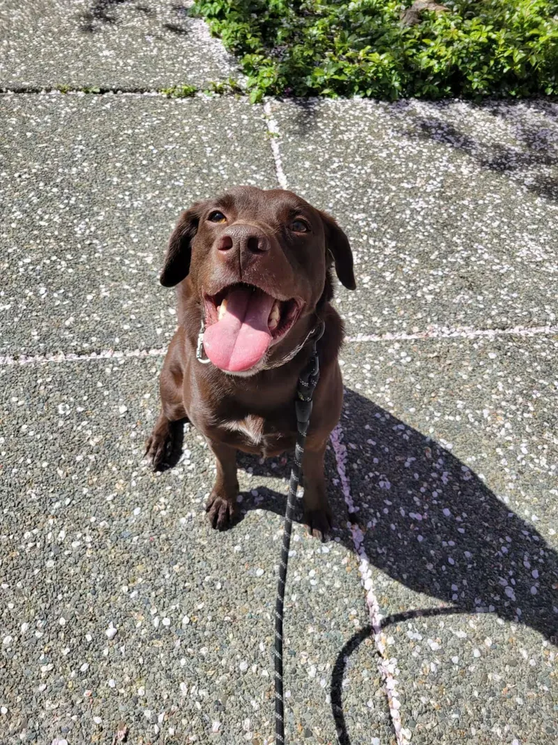 An adult medium-sized male Brown / Chocolate Chocolate Labrador Retriever dog named Axel Good Boy for adoption in Kirkland, WA