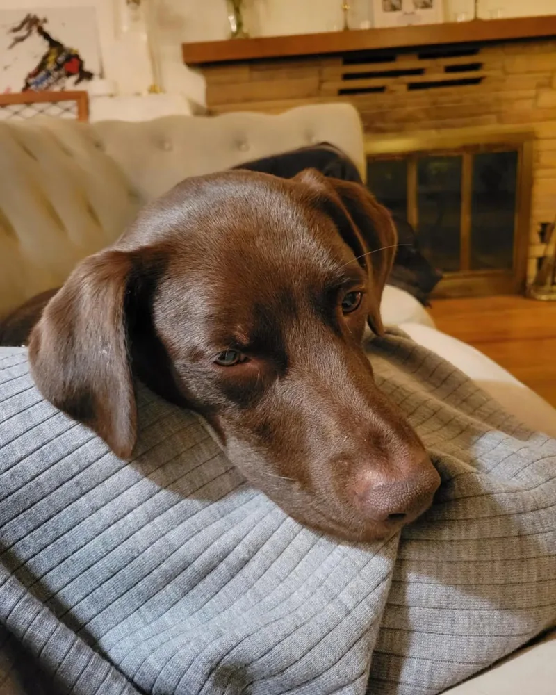 Axel  Good Boy thumbnail 2