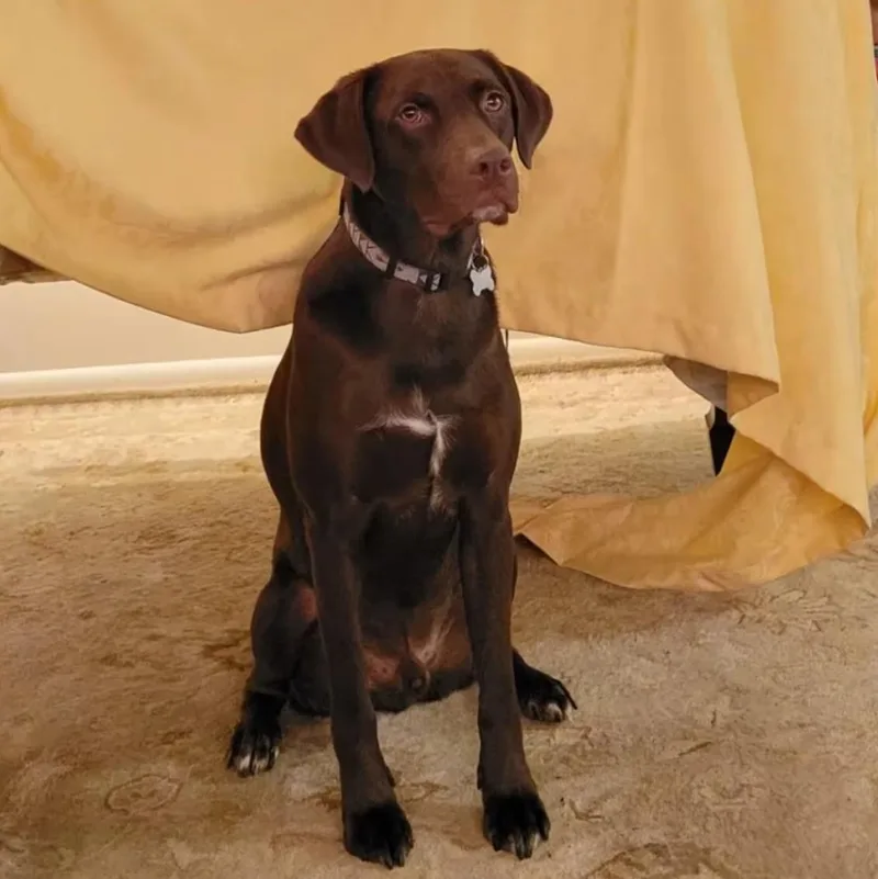 Axel  Good Boy thumbnail 3
