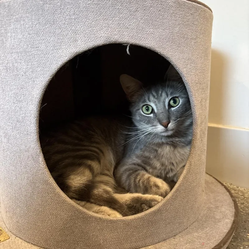 An adult medium-sized male American Shorthair cat named Mr. Woodford for adoption in Louisville, KY