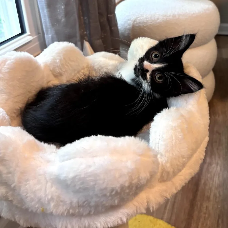 Nacho thumbnail 4