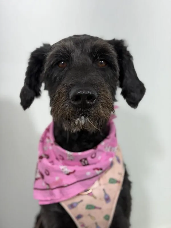 A young medium-sized male Labradoodle dog named Wiilliam for adoption in Carlsbad, CA