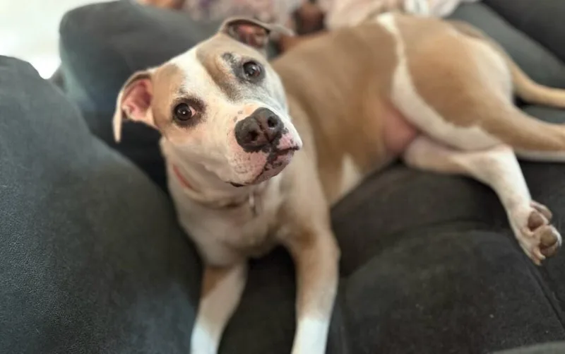 An adult medium-sized female Pit Bull Terrier dog named Gracie for adoption in Wolcott, CT