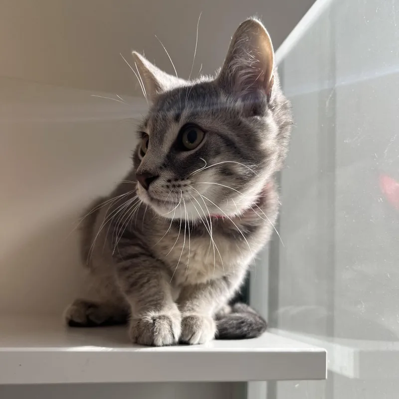 A baby small-sized male Domestic Short Hair cat named Tee for adoption in Wantagh, NY