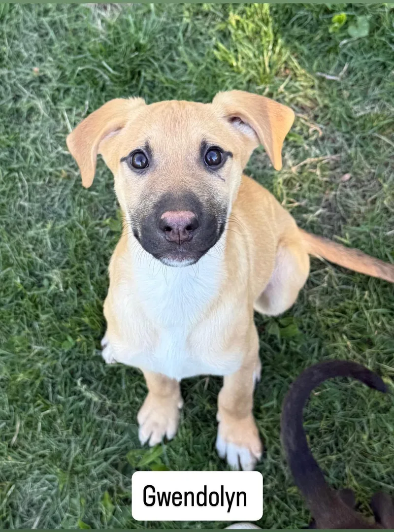 A baby medium-sized female Shepherd dog named Gwendolyn for adoption in Succasunna, NJ