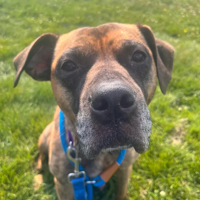An adult medium-sized female Brown / Chocolate Pit Bull Terrier dog named Mama Molasses for adoption in Matteson, IL