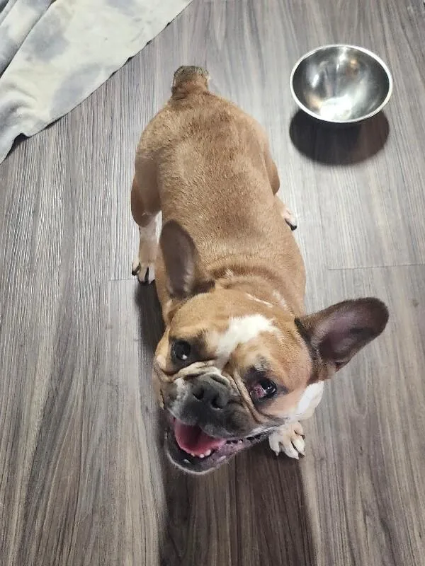 A young small-sized female French Bulldog dog named Spirit for adoption in Windsor, CO