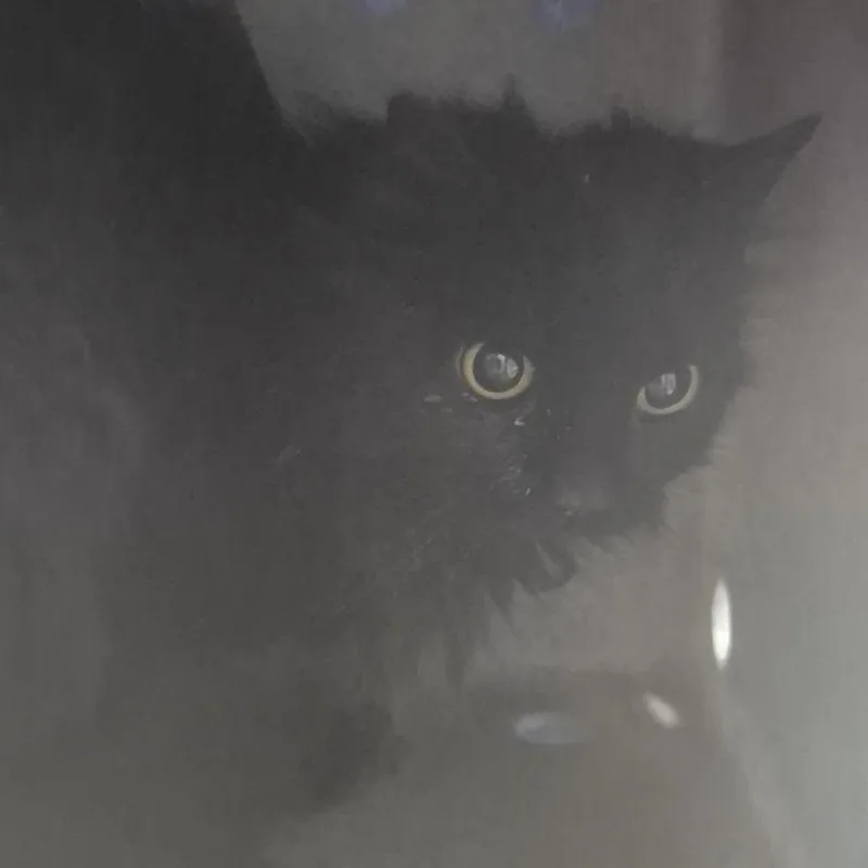 Working Cat Bobi