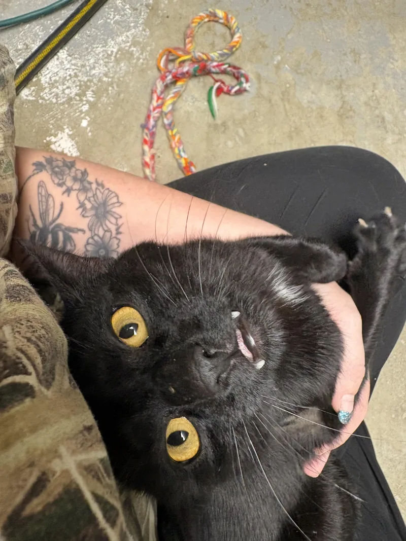 An adult medium-sized male Black Domestic Short Hair cat named Golden Eyes for adoption in Reynoldsburg, OH