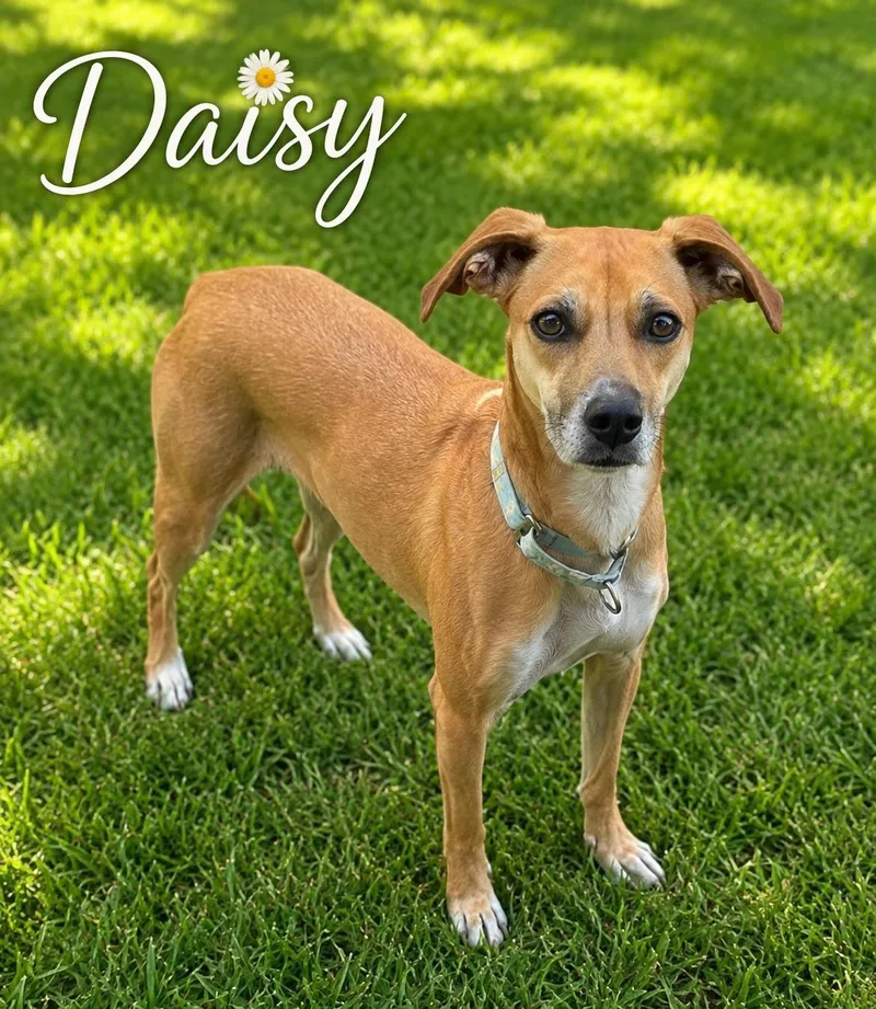 Daisy