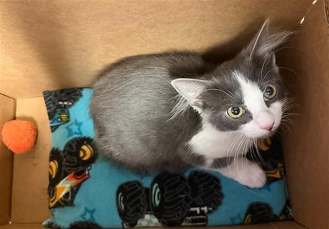 A baby small-sized male Domestic Short Hair cat named Crash for adoption in Riverside, CA