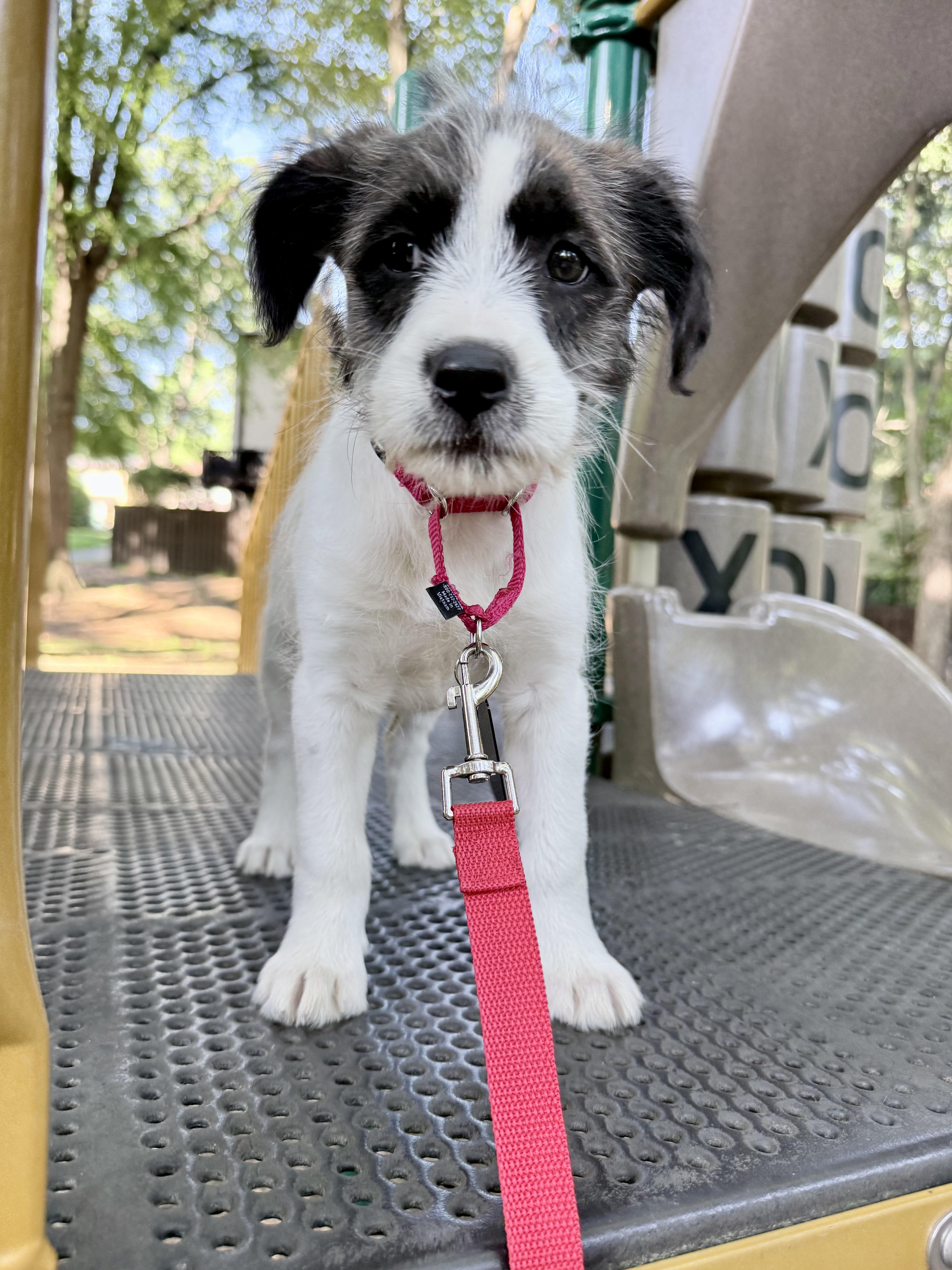 A baby medium-sized female White / Cream Terrier dog named Posie for adoption in Fairfax, VA