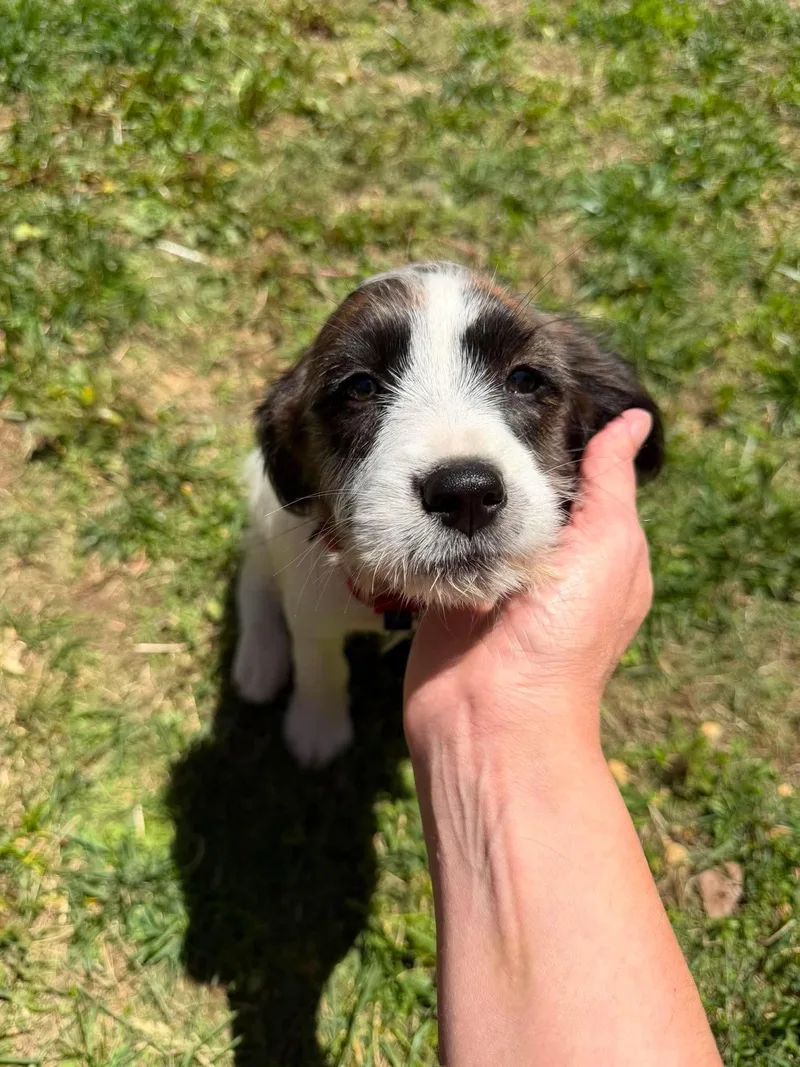 Posie thumbnail 3