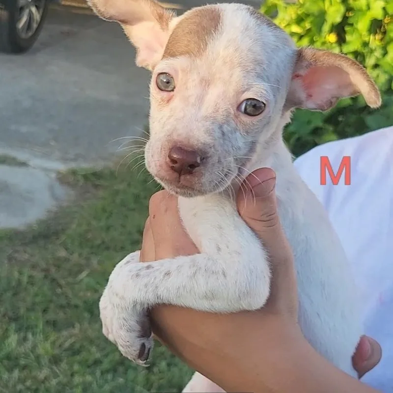 A baby medium-sized male Apricot / Beige German Shorthaired Pointer dog named Taco for adoption in New Orleans, LA
