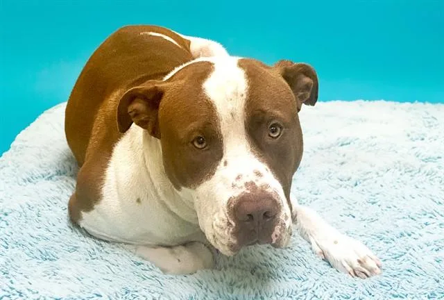 A young medium-sized male American Staffordshire Terrier dog named Drago for adoption in Fort Lauderdale, FL