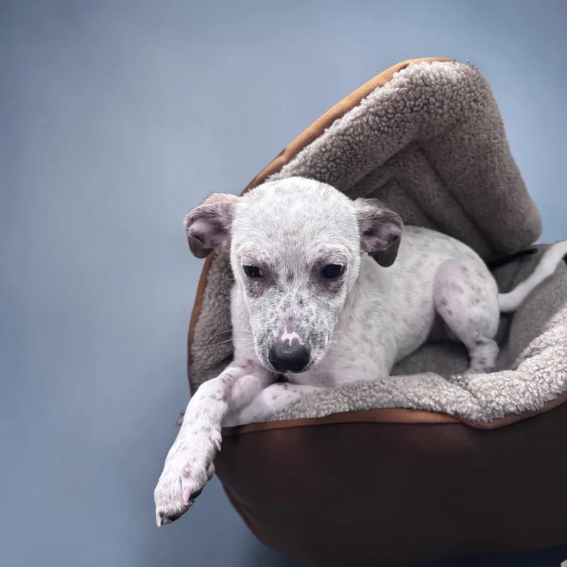 A baby medium-sized male White / Cream Chihuahua dog named Walker for adoption in Hollywood, FL