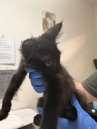 A baby small-sized male Domestic Short Hair cat named Kraken for adoption in Sacramento, CA