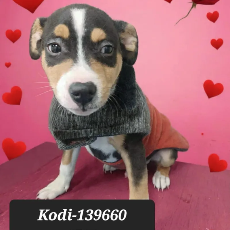 Kodi