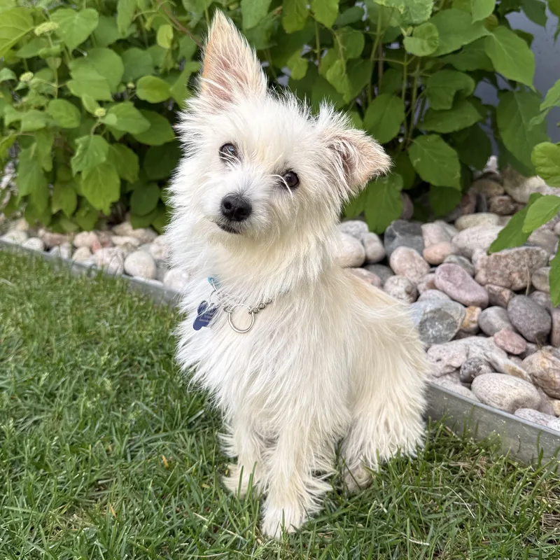 An adult small-sized female White / Cream Terrier dog named Fiona for adoption in Fort Collins, CO