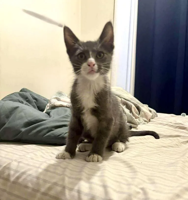 A baby medium-sized male American Shorthair cat named Felix for adoption in Mission Viejo, CA