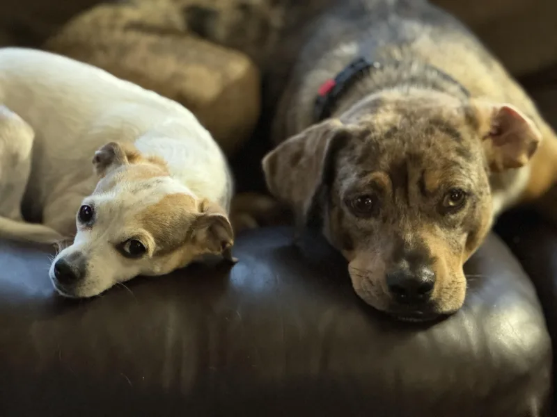 A young medium-sized female Catahoula Leopard Dog dog named Lottie for adoption in Collingswood, NJ