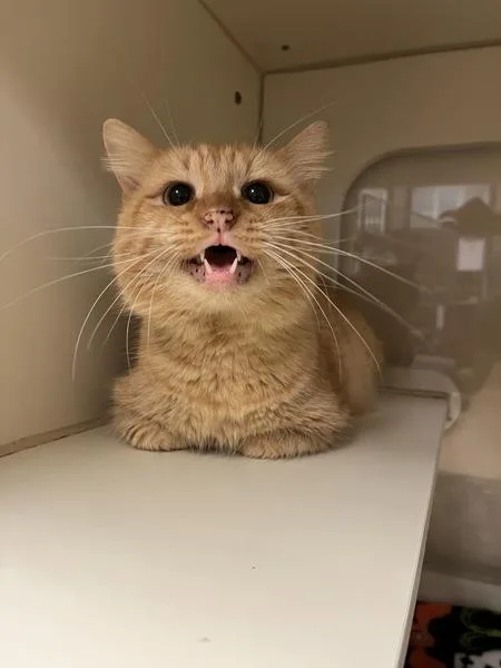 An adult small-sized male Domestic Short Hair cat named Cheeto Puff for adoption in Virginia Beach, VA